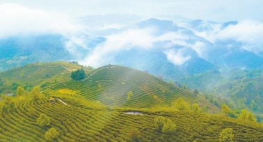 陕西省积极推动茶产业高质量尊龙官方平台(中国)百科全书