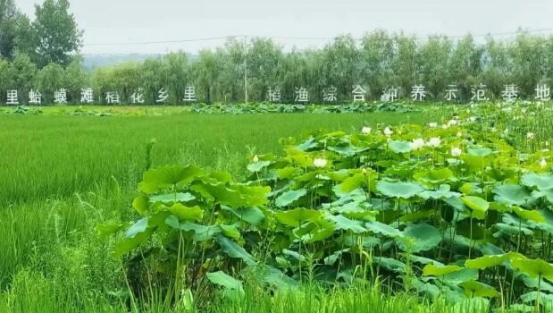 稻渔共生 科技赋能 西安市长安区打造乡村振兴新样板